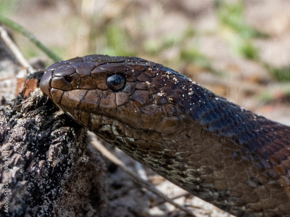 Obraz premium Close-up of a snake's head with textured scales.