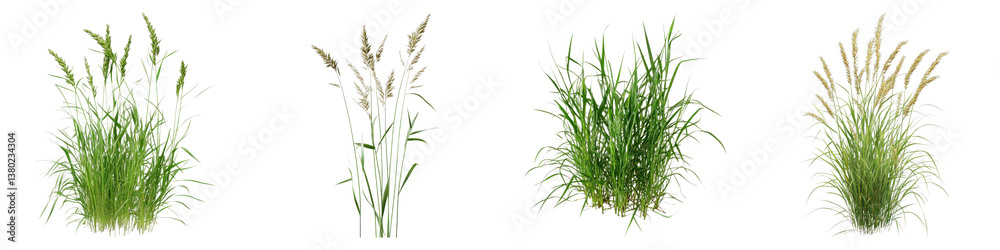 Ryegrass crop isolated on transparent background. PNG ,Set of Ryegrass crop isolated on transparent background. PNG ,Set of