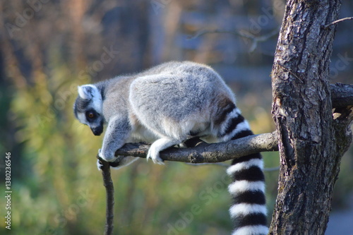 ring tailed lemur