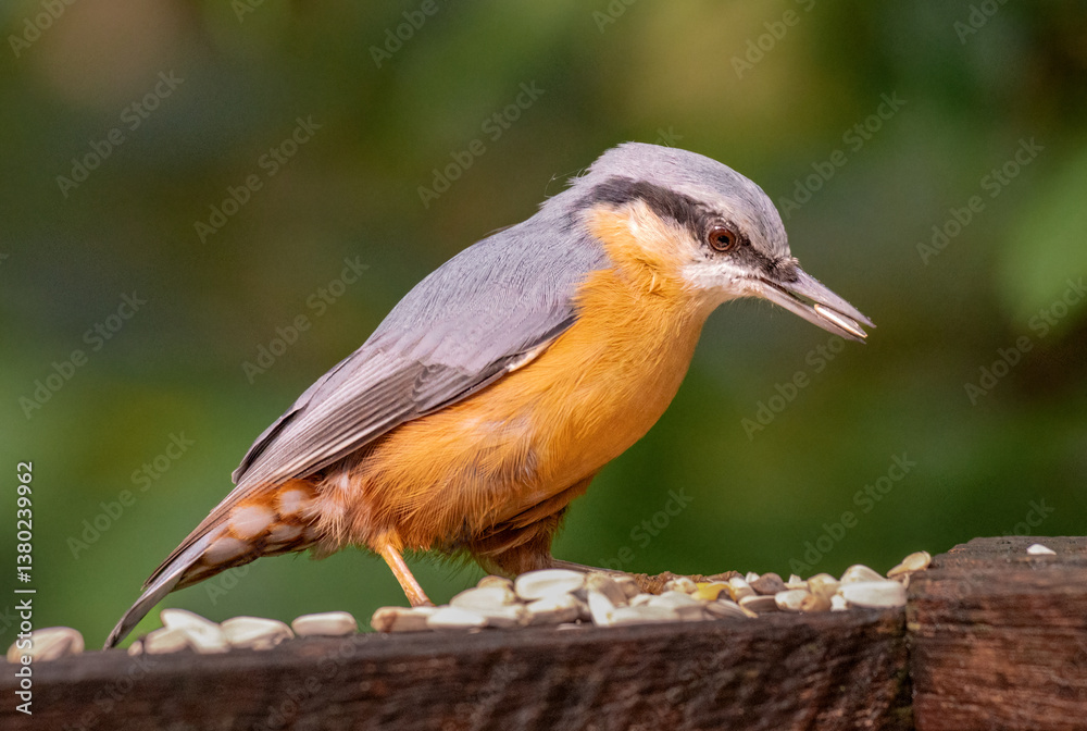 Fototapeta premium Eurasian nuthatch (Sitta europaea) with seeds in its beak