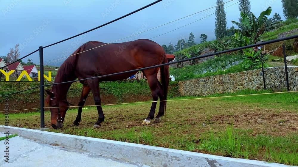 Close-up of the brown horse on the left side eating grass in the stable