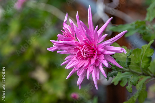 Purple chrysanthemum flower. Chrysanthemum flower. Beautiful purple chrysanthemum flowers in the garden. A close-up photo of a purple chrysanthemum. Bouquet of pink and purple chrysanthemums. 