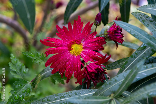 Purple chrysanthemum flower. Beautiful purple chrysanthemum flowers in the garden. Chrysanthemum flower. Bouquet of pink and purple chrysanthemums. A close-up photo of a purple chrysanthemum. 