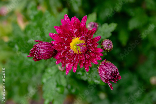 Purple chrysanthemum flower. Beautiful purple chrysanthemum flowers in the garden. Bouquet of pink and purple chrysanthemums. Chrysanthemum flower. A close-up photo of a purple chrysanthemum. 