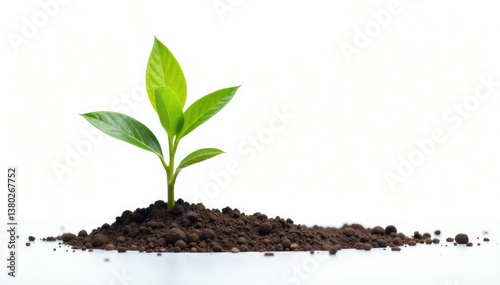 Small, vibrant green sapling isolated on bright white, isolated, agriculture