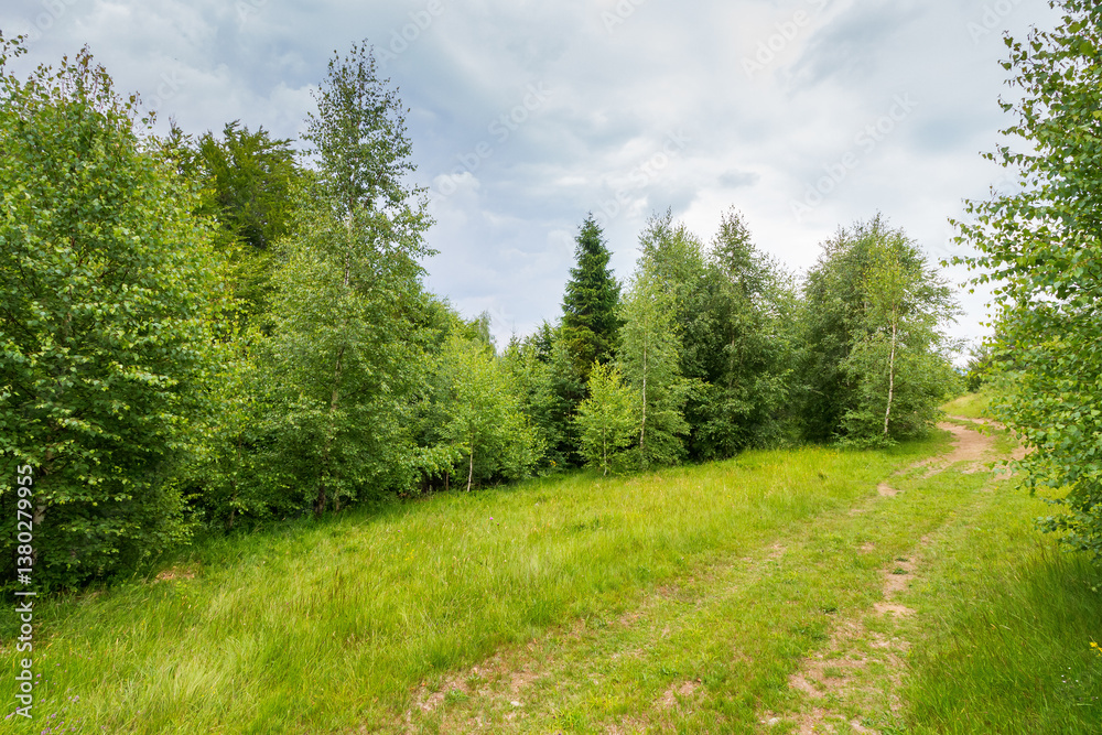 path through forest on grassy hills in summertime. beautiful nature in mountain scenery. wanderlust in woods of perechyn. concept of outdoor adventure on a cloudy day