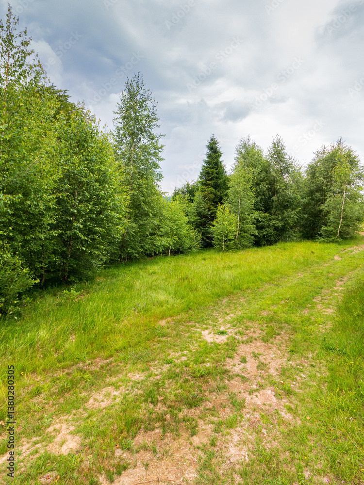 path through forest on grassy hills in summertime. beautiful nature in mountain scenery. concept of outdoor adventure on a cloudy day. green environment