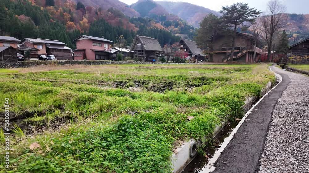 Grass field and gassho style farmhouses in Shirakawa go, a UNESCO World Heritage Site, showing vibrant autumn foliage