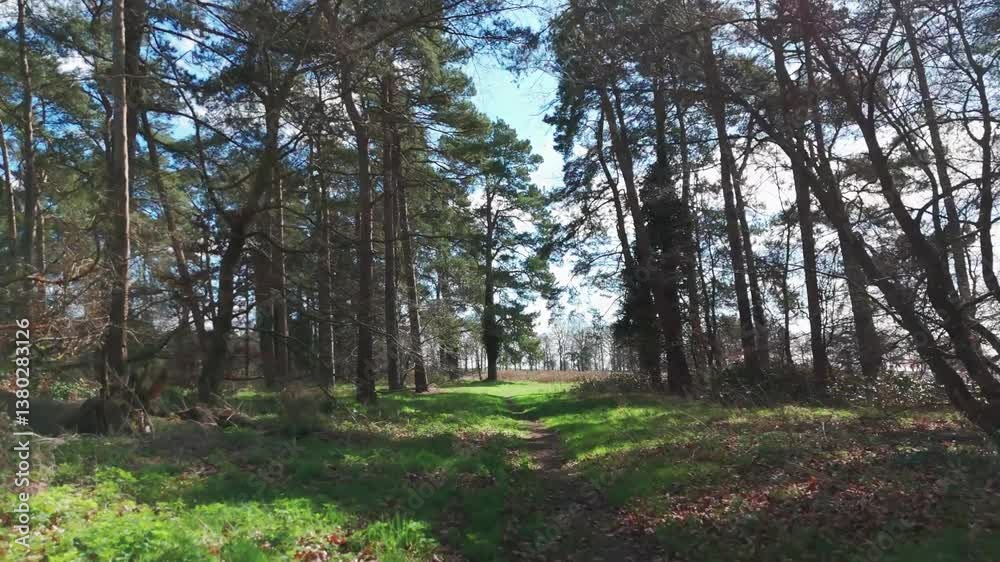 Sunlight shines through Elveden Forest trees onto a grassy path, peaceful and calm Sunlight shines through Elveden Forest trees onto a grassy path, peaceful and calm