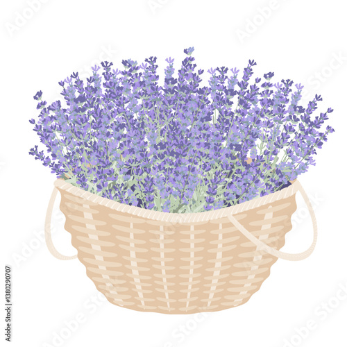 Basket with lavender flowers. Big bunch of fresh lavandula. Vector isolated illustration. Design element for Provence style