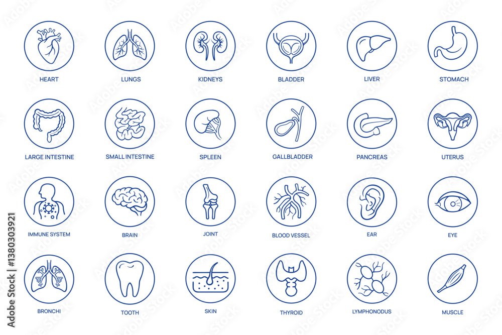 Set of Human Organ Icons Representing Various Body Parts. Lungs, Kidneys,Pancreas, Thyroid, Uterus, and More Set of Human Organ Icons Representing Various Body Parts. Lungs, Kidneys,Pancreas, Thyroid, Uterus, and More