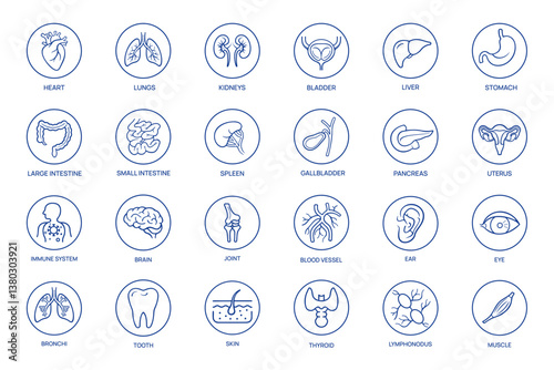 Set of Human Organ Icons Representing Various Body Parts. Lungs, Kidneys,Pancreas, Thyroid, Uterus, and More 