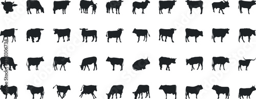 Cow silhouettes in diverse positions, ideal for farm, dairy, beef advertisements and educational graphics. Black cows figures on white background