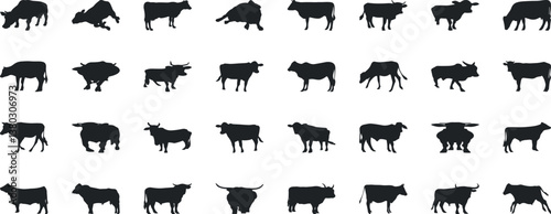 Cow silhouettes in diverse positions, ideal for farm, dairy, beef advertisements and educational graphics. Black cows figures on white background