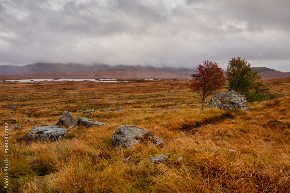 Golden heather blankets the Scottish Highlands, where misty peaks rise above deep glens and serene lochs. Autumn’s glow paints a landscape of wild, untamed beauty.
