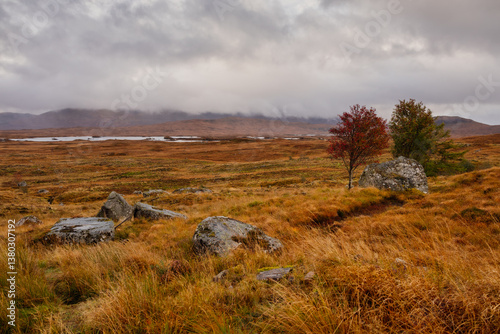 Obraz na płótnie Golden heather blankets the Scottish Highlands, where misty peaks rise above deep glens and serene lochs. Autumn’s glow paints a landscape of wild, untamed beauty. w salonie
