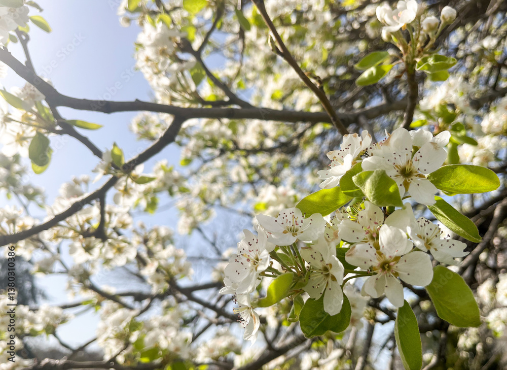 White blossoms on tree branches in sunlight. White blossoms on tree branches in sunlight.