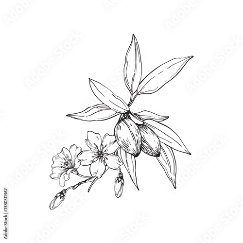 Almond branch vector illustration hand drawn with ink. Leaves, flowers and fruits of the walnut tree isolated on white background. Element for label design