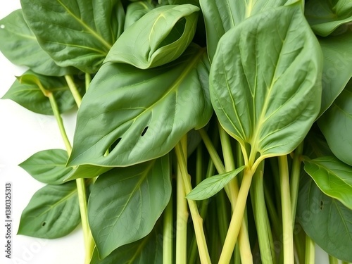 Fresh Green Leaves with Veins Close-Up