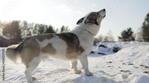 A dog on a chain in the snow is wagging its tail