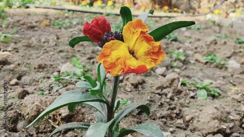 Erysimum cheiri, common wallflower or CHEIRANTHUS beautiful flowers video footage 