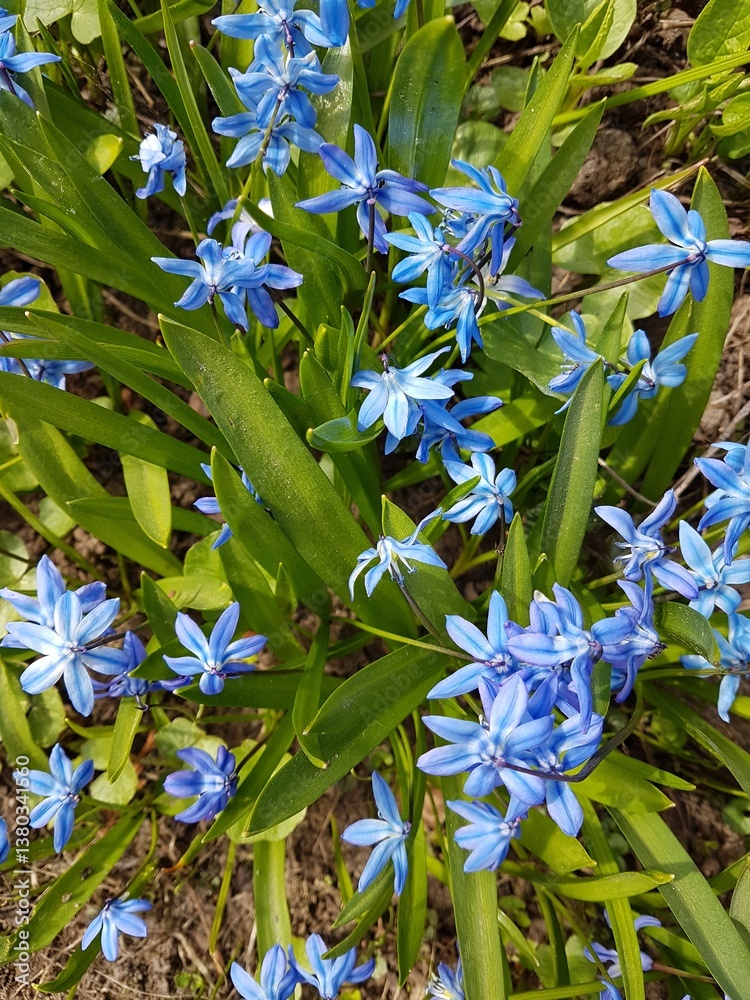 Blue flowers of Scilla siberica in the spring garden.