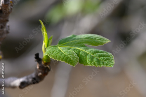 New fig leaves unfurling on a warm spring day in a tranquil garden photo