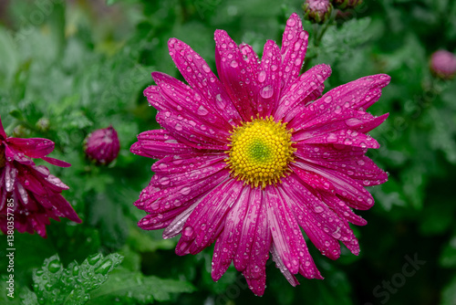 Purple chrysanthemum flower. A close-up photo of a purple chrysanthemum. Bouquet of pink and purple chrysanthemums. Beautiful purple chrysanthemum flowers in the garden. Chrysanthemum flower.