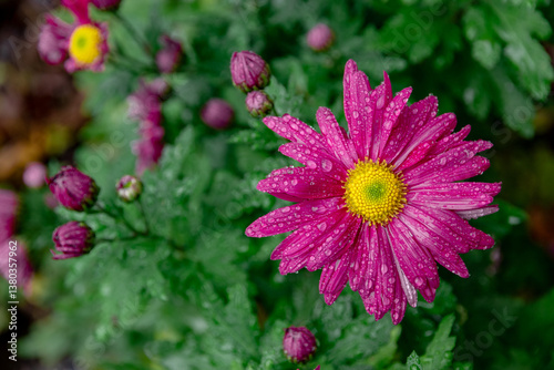 Purple chrysanthemum flower. Bouquet of pink and purple chrysanthemums. A close-up photo of a purple chrysanthemum. Beautiful purple chrysanthemum flowers in the garden. Chrysanthemum flower.