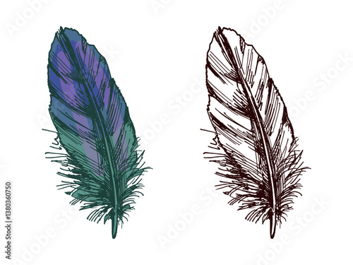 Hand drawn colored and monochrome vintage sketch of detailed feather illustration