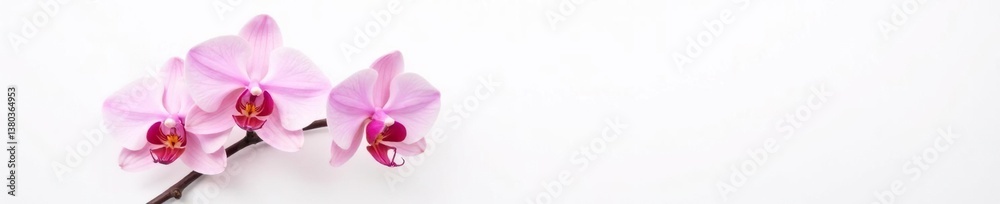 Delicate orchid blooms on a crisp white background, bloom, flower, single flower Delicate orchid blooms on a crisp white background, bloom, flower, single flower