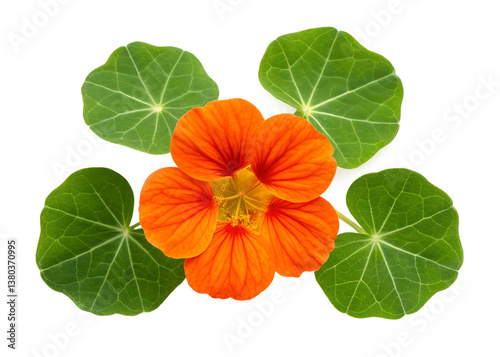 Closeup of a vibrant orange nasturtium flower surrounded by lush green leaves against a gray background transparent background Generative AI
