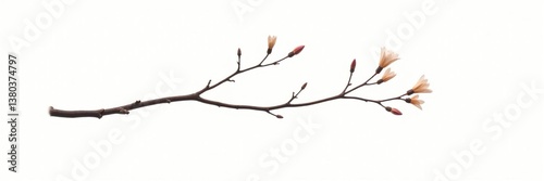Thin and delicate branch isolated against a bright white background, soft, twig, airy