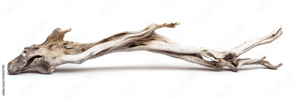 Fototapeta premium Driftwood branch, natural aesthetic