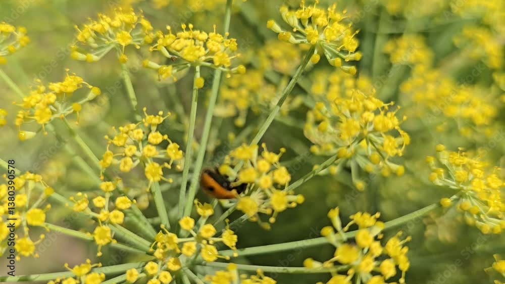 Ladybird Beetle on The Cumin Flowers Ladybird Beetle on The Cumin Flowers