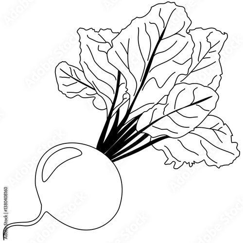 A detailed line art illustration of a beet, featuring intricate lines and shading to capture the vegetable's texture and form