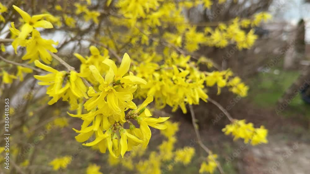 A close-up view of vibrant yellow forsythia blossoms in full bloom on a sunny day. Video captures the beauty of these flowering branches, signaling the arrival of spring.