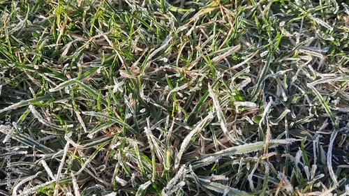 Green grass defrosts after winter