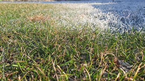 Green grass defrosts after winter