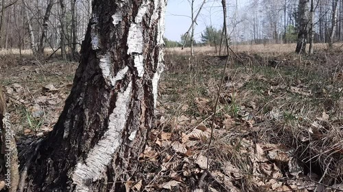 Ants are crawling on the birch tree