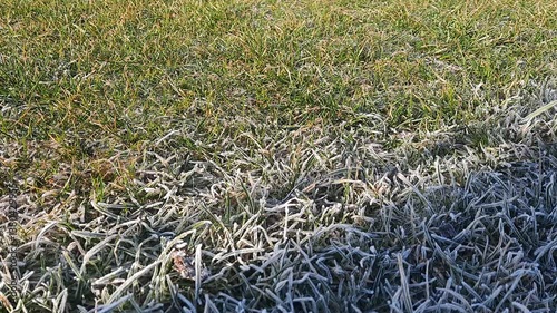 Green grass defrosts after winter