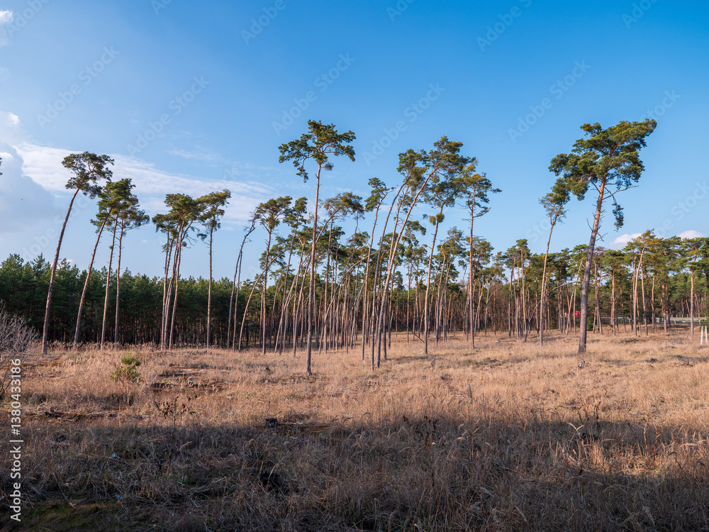 Fototapeta premium Pine forest near highways by the village of Kúty in the Záhorie region, Slovakia, with tall wind-bent trees and dry grass in early spring.