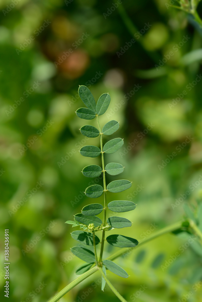 Naklejka premium Purple crown vetch leaves