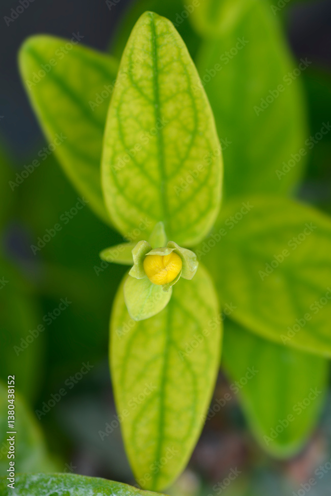 St. Johns Wort Magical Beauty flower bud St. Johns Wort Magical Beauty flower bud