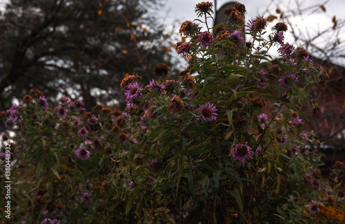 faded violet autumn garden flowers with the house in the background