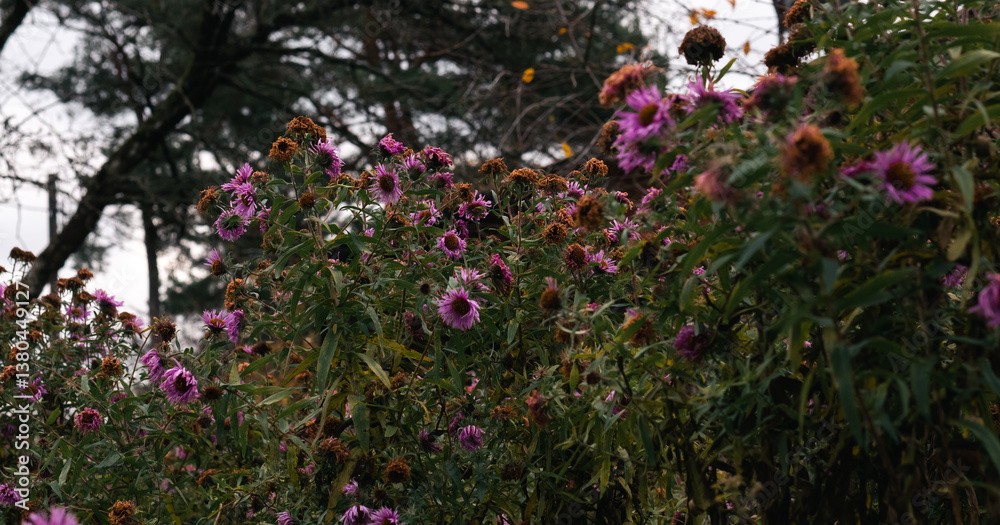 Naklejka premium faded violet autumn garden flowers with the house in the background