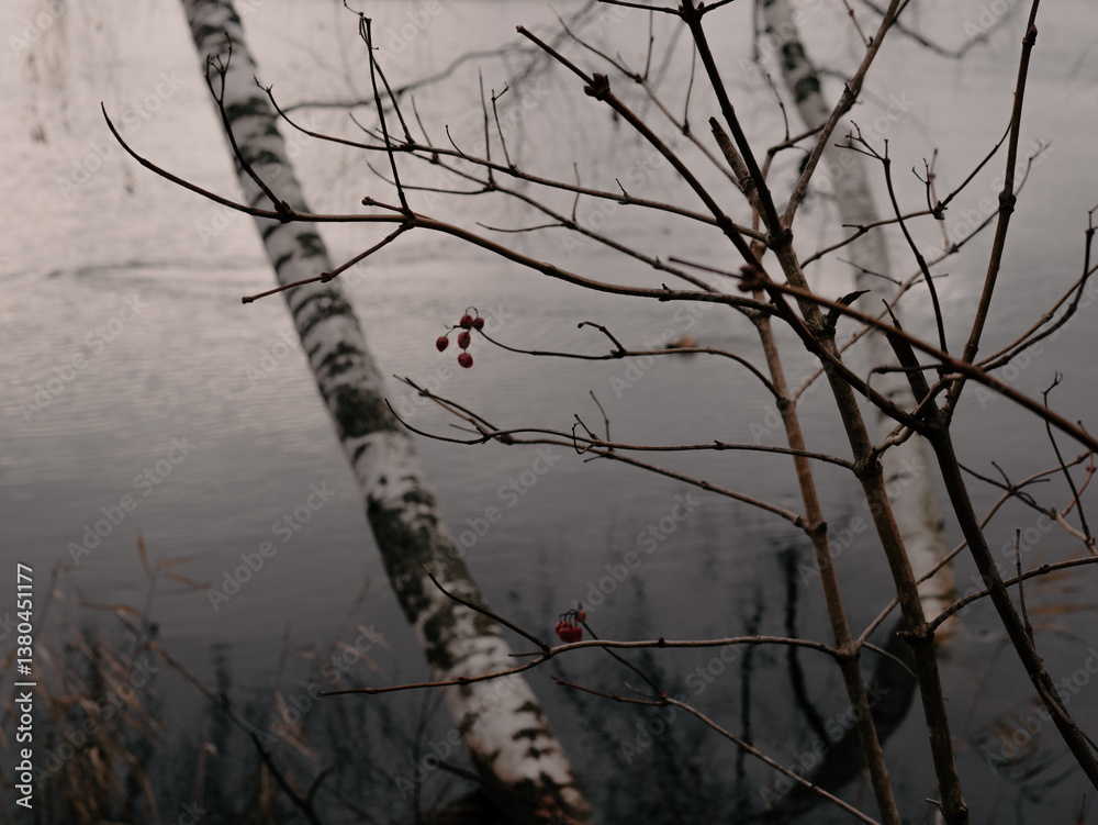 Fototapeta premium autumn red berry on a faded tree with birch in a lake on the backgroung