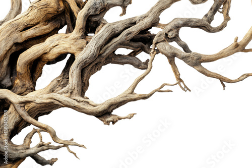 Intricate Patterns of a Dried Tree