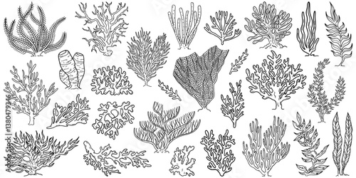 Flat outline seaweed and coral. Abstract organic shape, underwater plant, Matisse element, cute sea drawing. Cartoon sea floral set isolated on white background. Trendy minimal vector set.