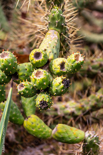 Opuntia sp pertenece a la familia de Cactaceae.
